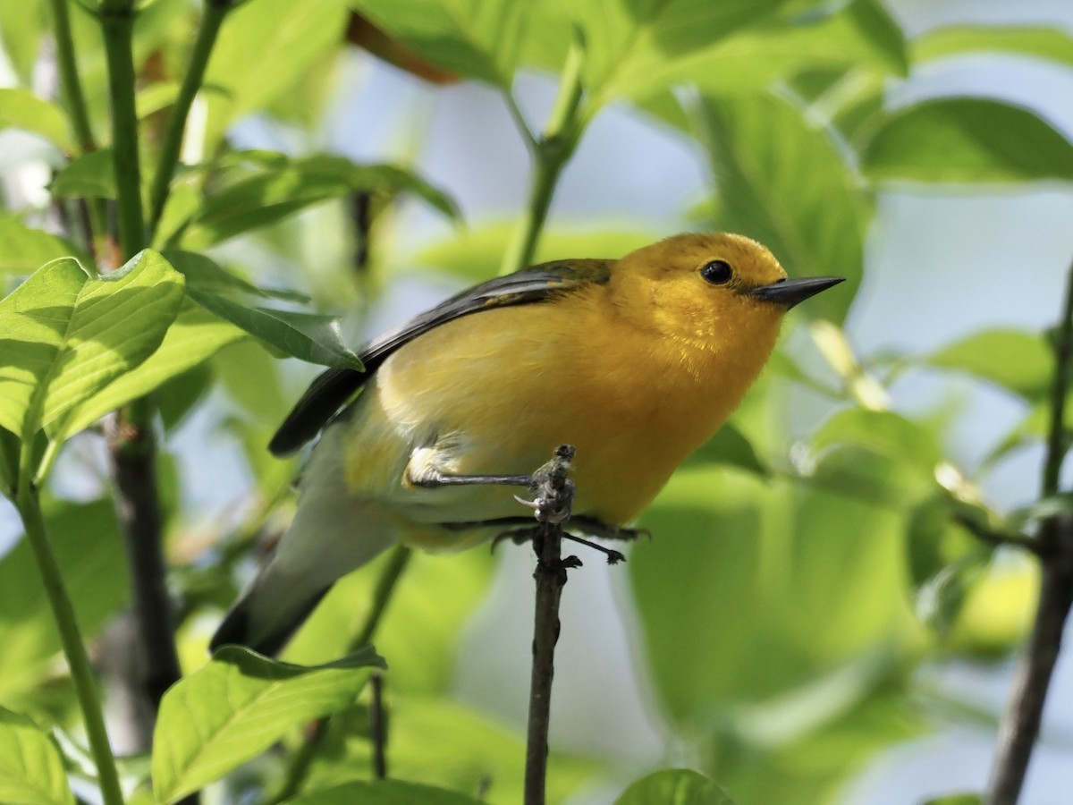 Prothonotary Warbler - ML619552908