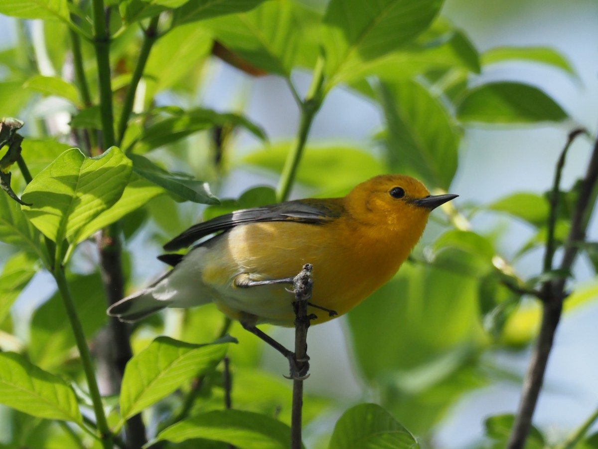 Prothonotary Warbler - ML619552909