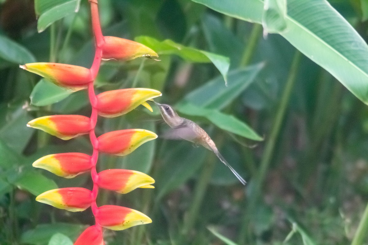 kolibřík tmavolící - ML619552979