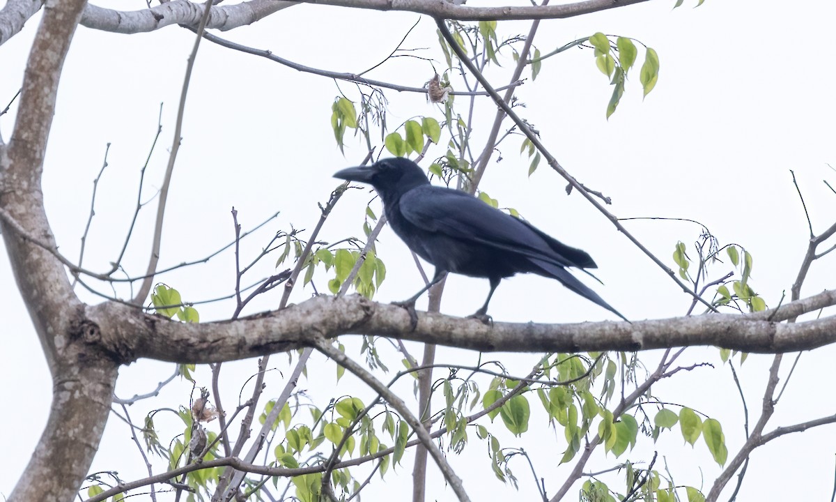 Large-billed Crow - ML619552981