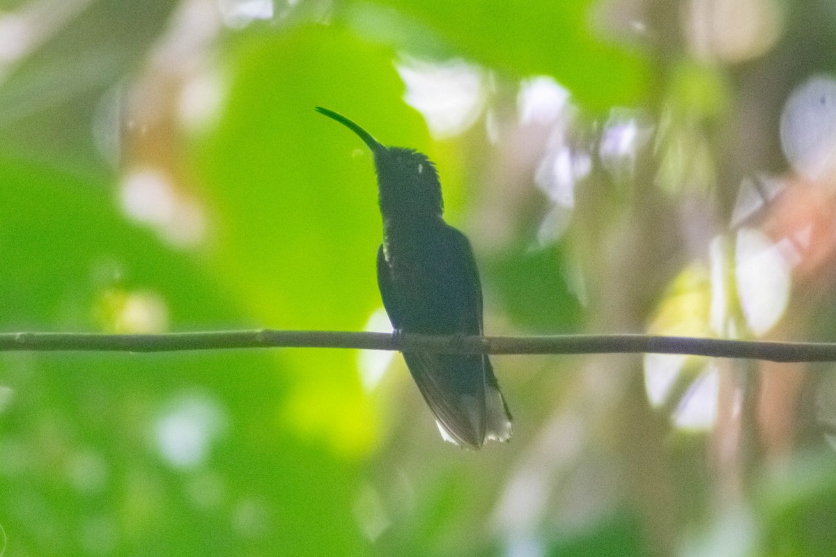 kolibřík fialkový - ML619552983