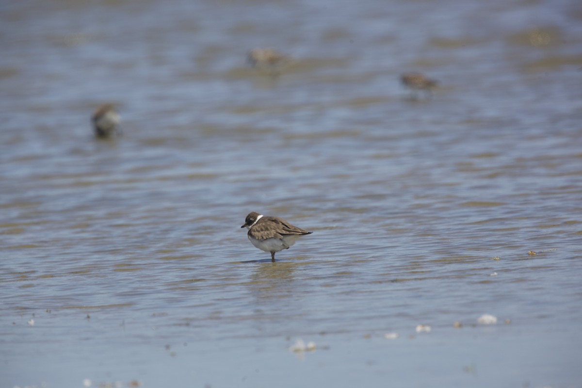 Semipalmated Plover - ML619552988