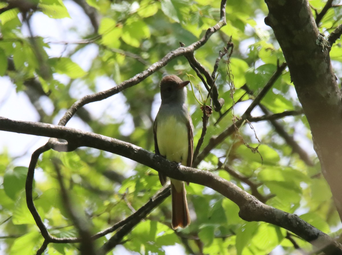 Great Crested Flycatcher - ML619552989