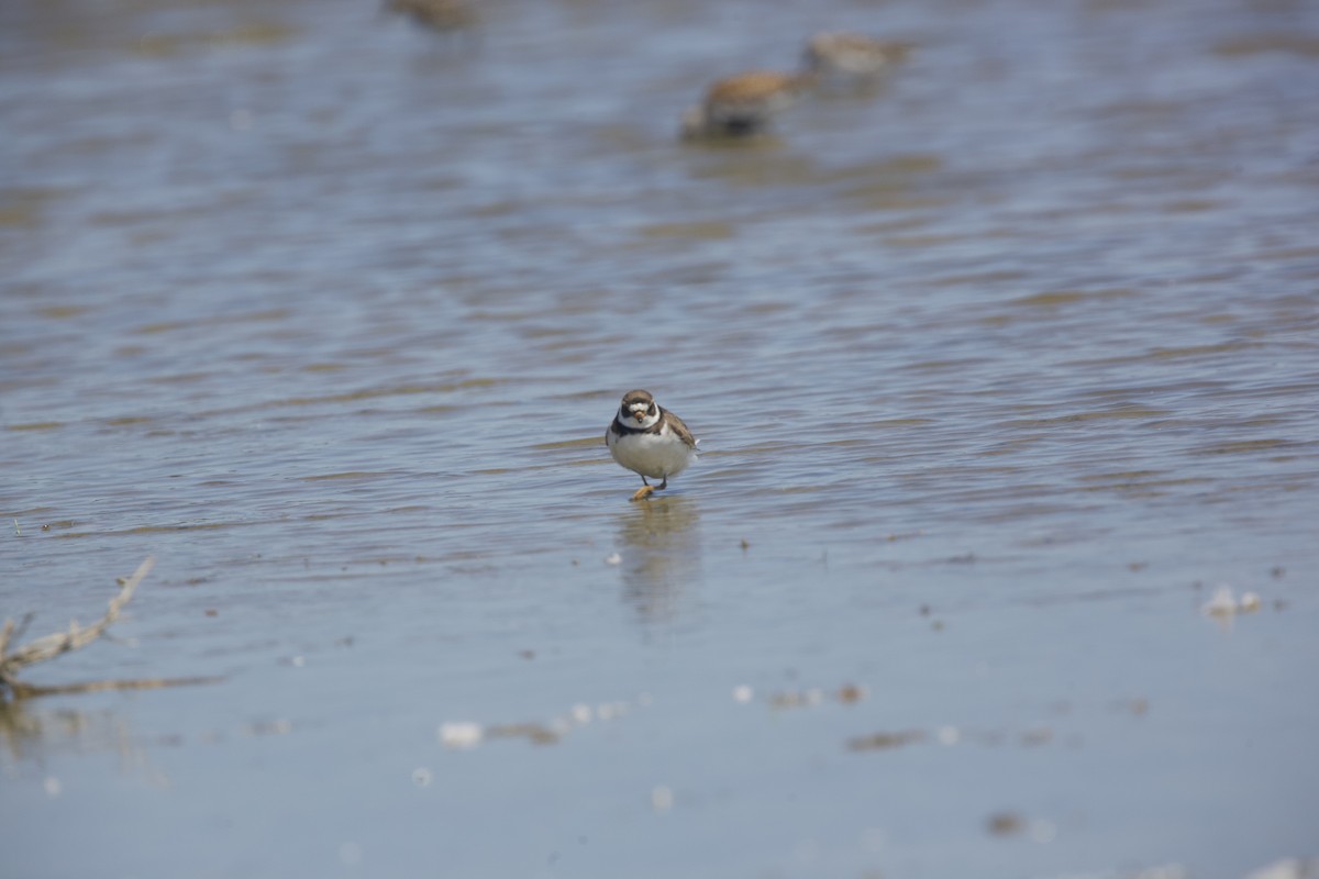 Semipalmated Plover - ML619552990