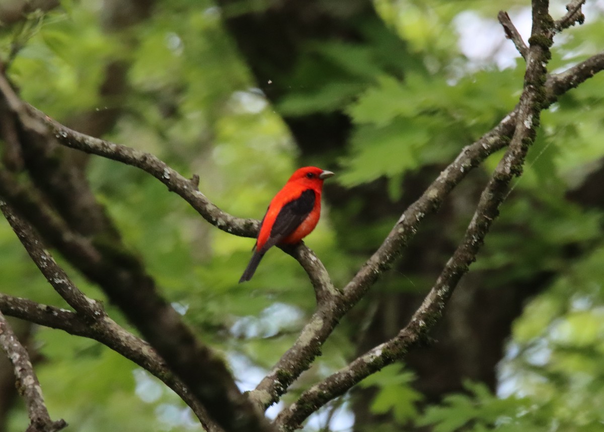 Scarlet Tanager - ML619553005