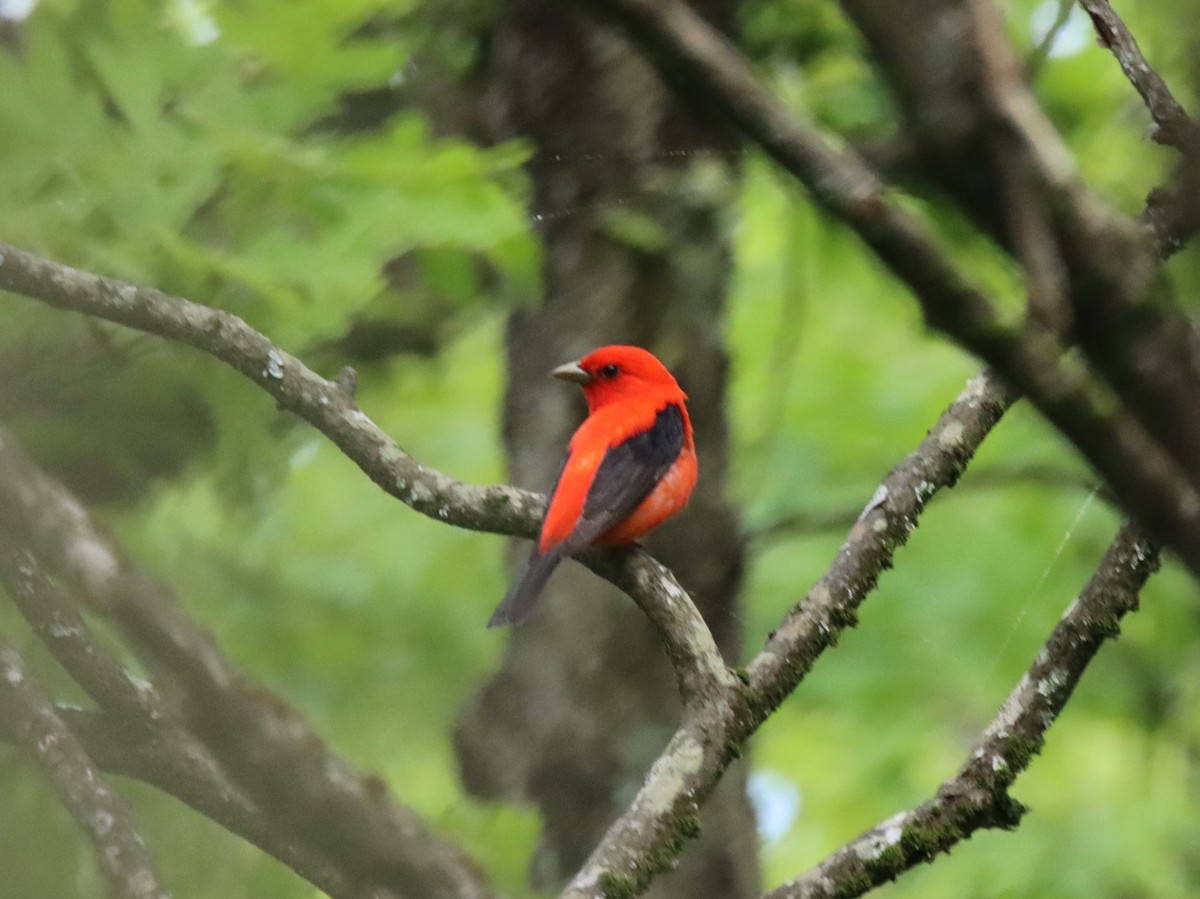 Scarlet Tanager - ML619553011