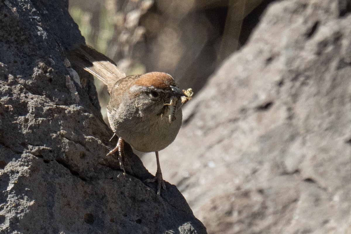 Rufous-crowned Sparrow - ML619553023