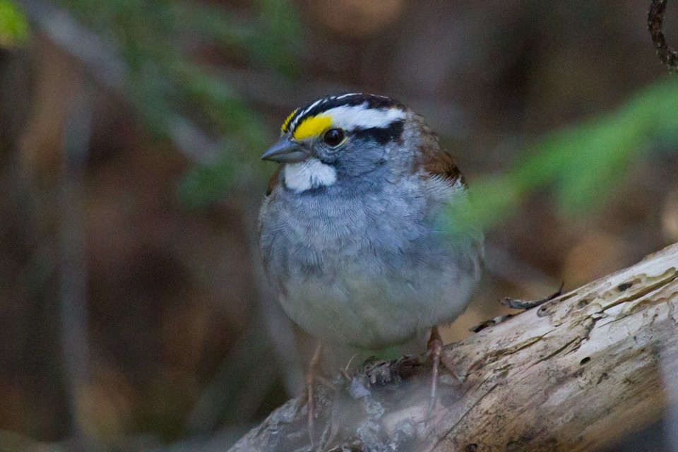 White-throated Sparrow - ML619553026