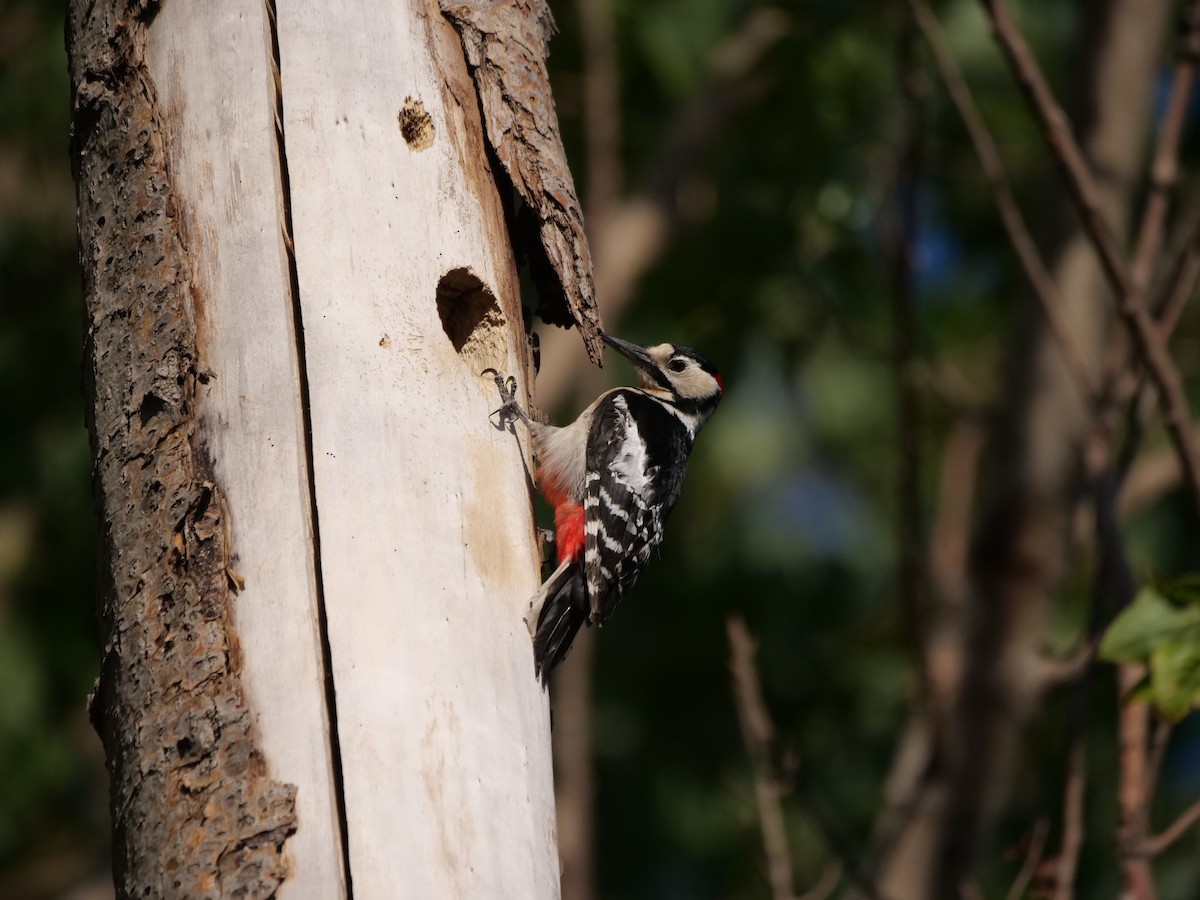 Great Spotted Woodpecker - ML619553040
