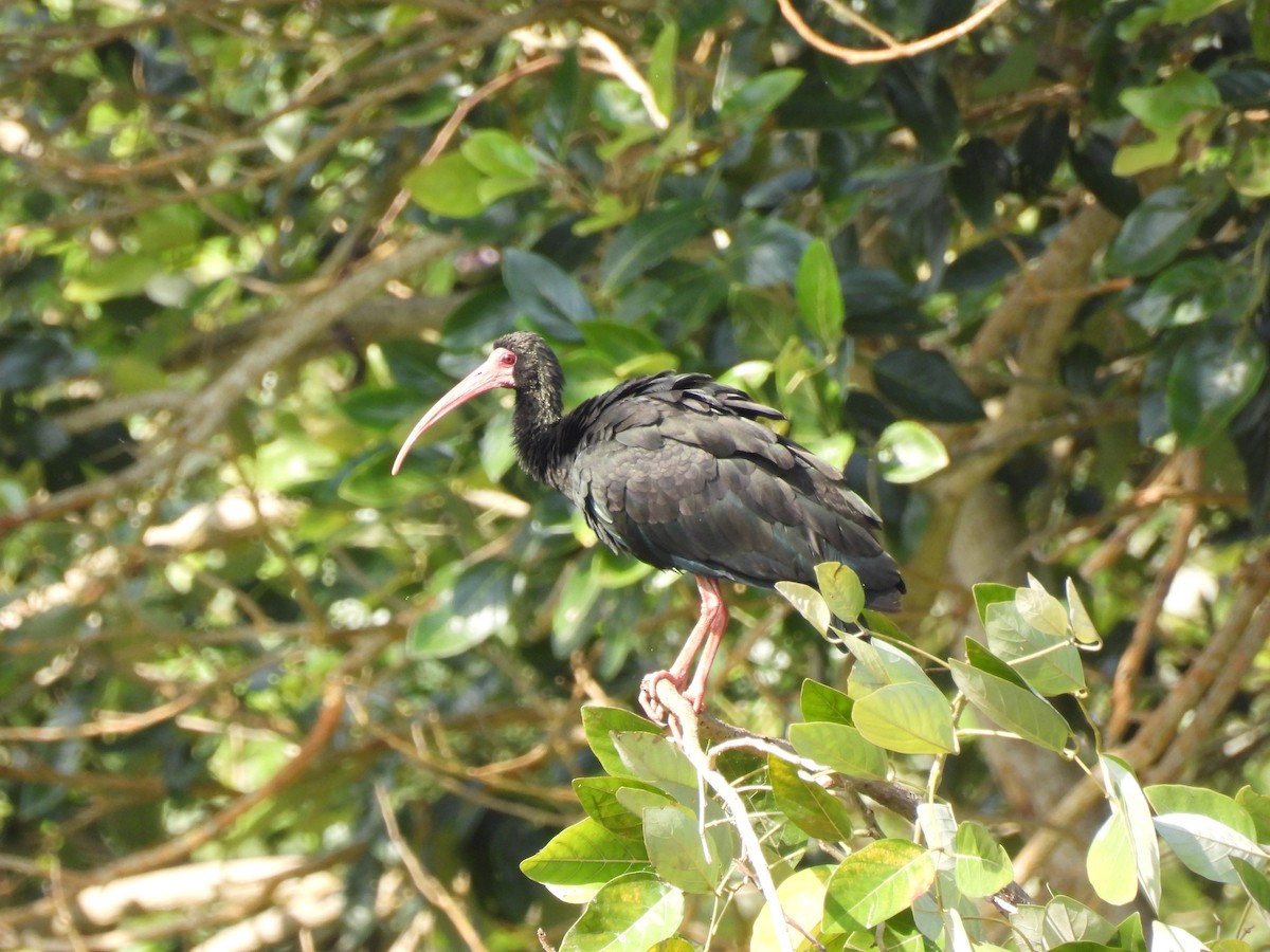 ibis tmavý - ML619553073