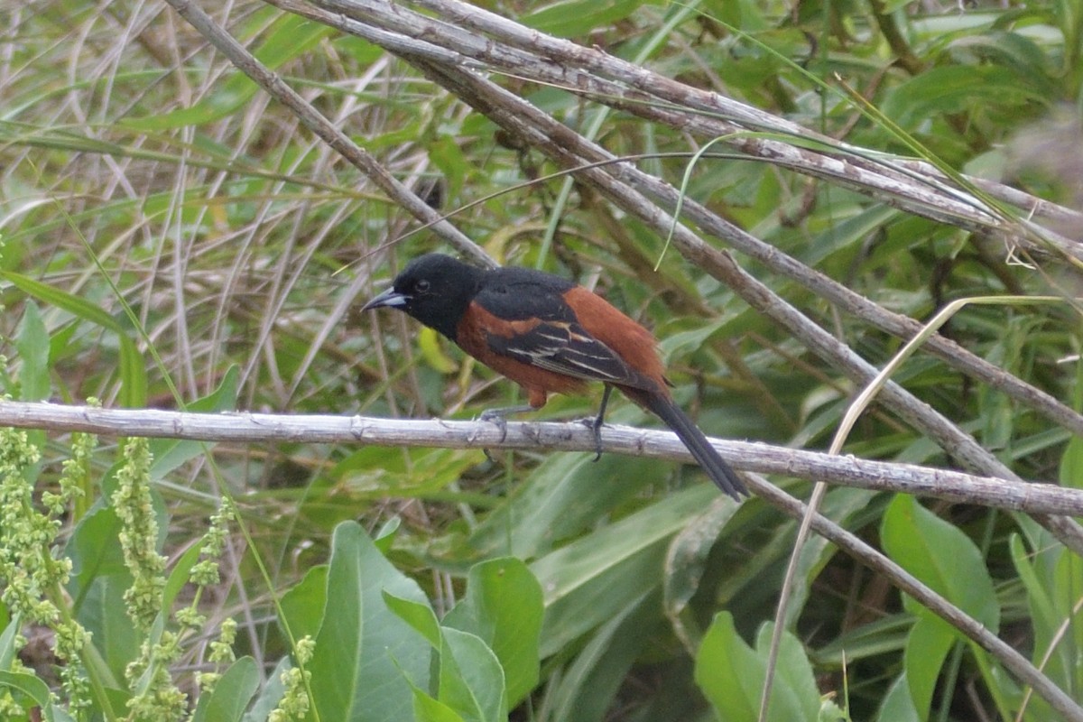 Orchard Oriole - ML619553103