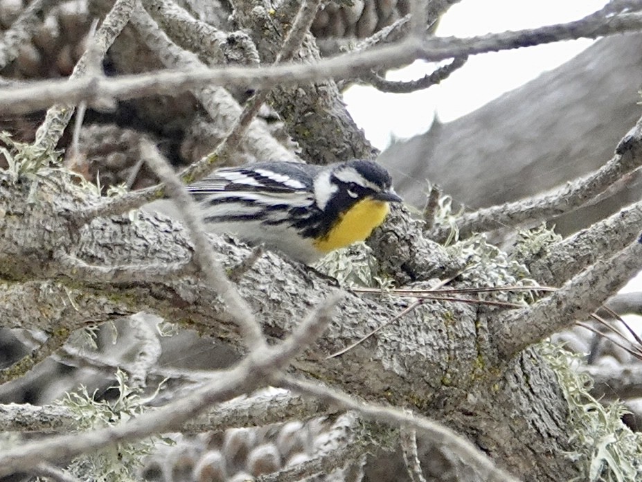 Yellow-throated Warbler - ML619553138