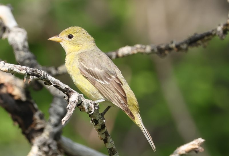 Western Tanager - ML619553198