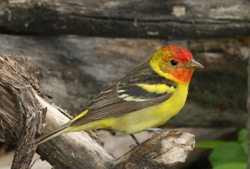 Western Tanager - ML619553199