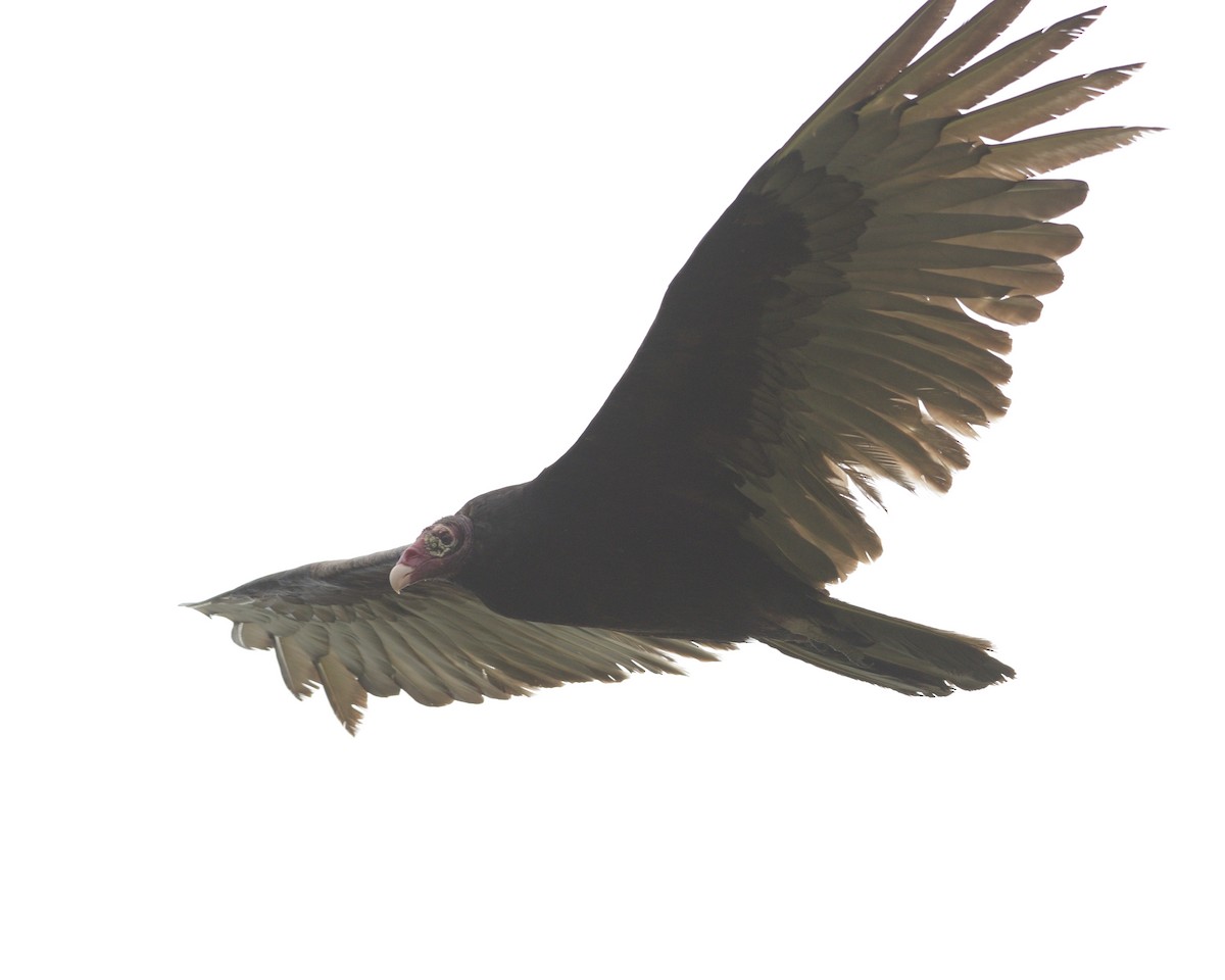 Turkey Vulture - ML619553239