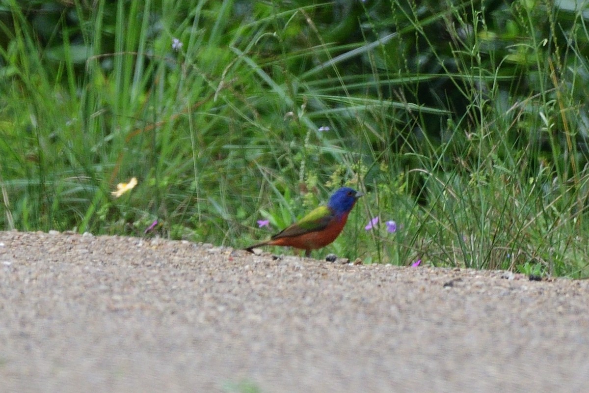 Painted Bunting - ML619553266