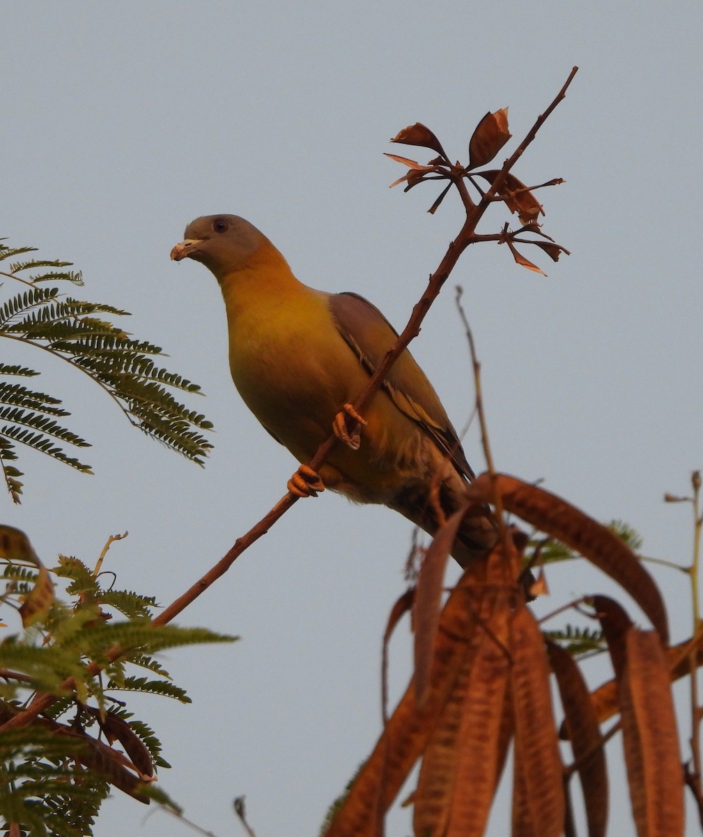 Yellow-footed Green-Pigeon - ML619553293