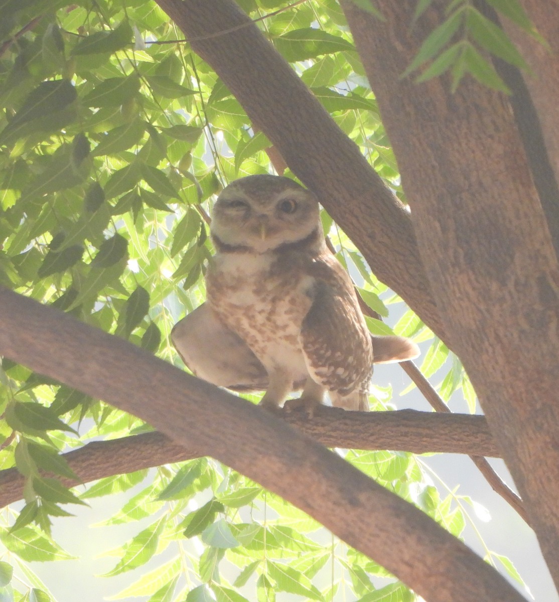 Spotted Owlet - ML619553301