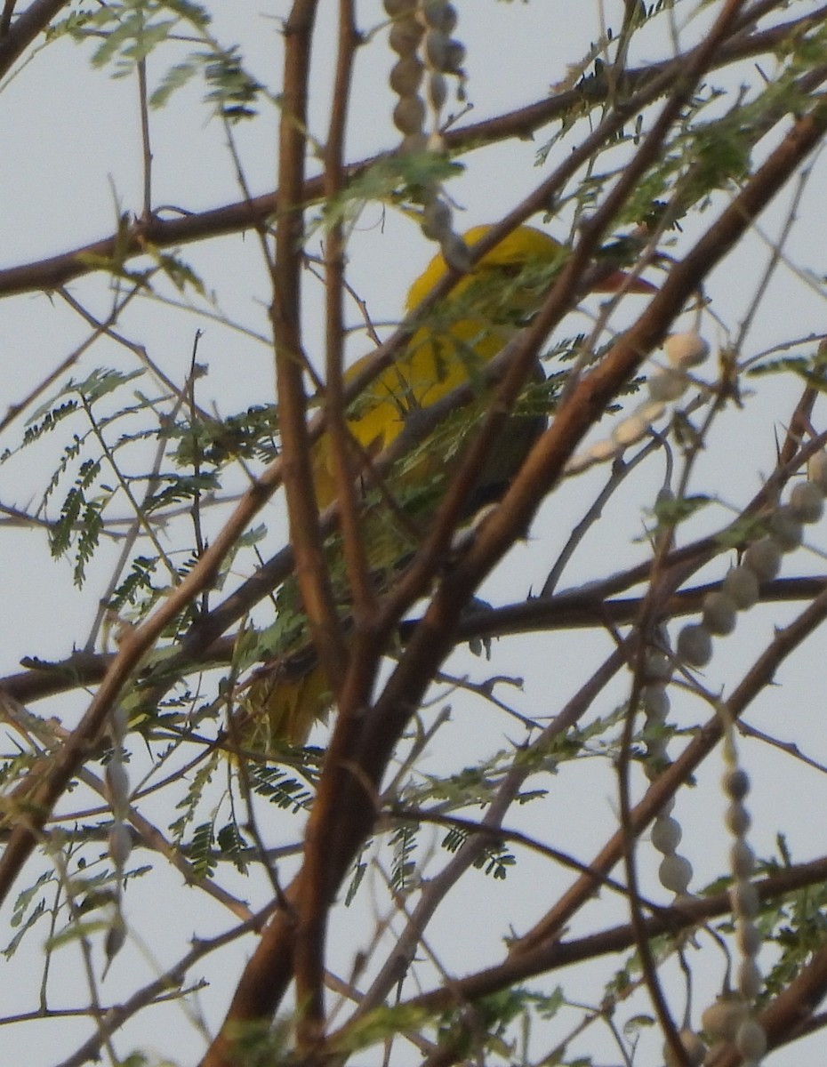 Indian Golden Oriole - ML619553323