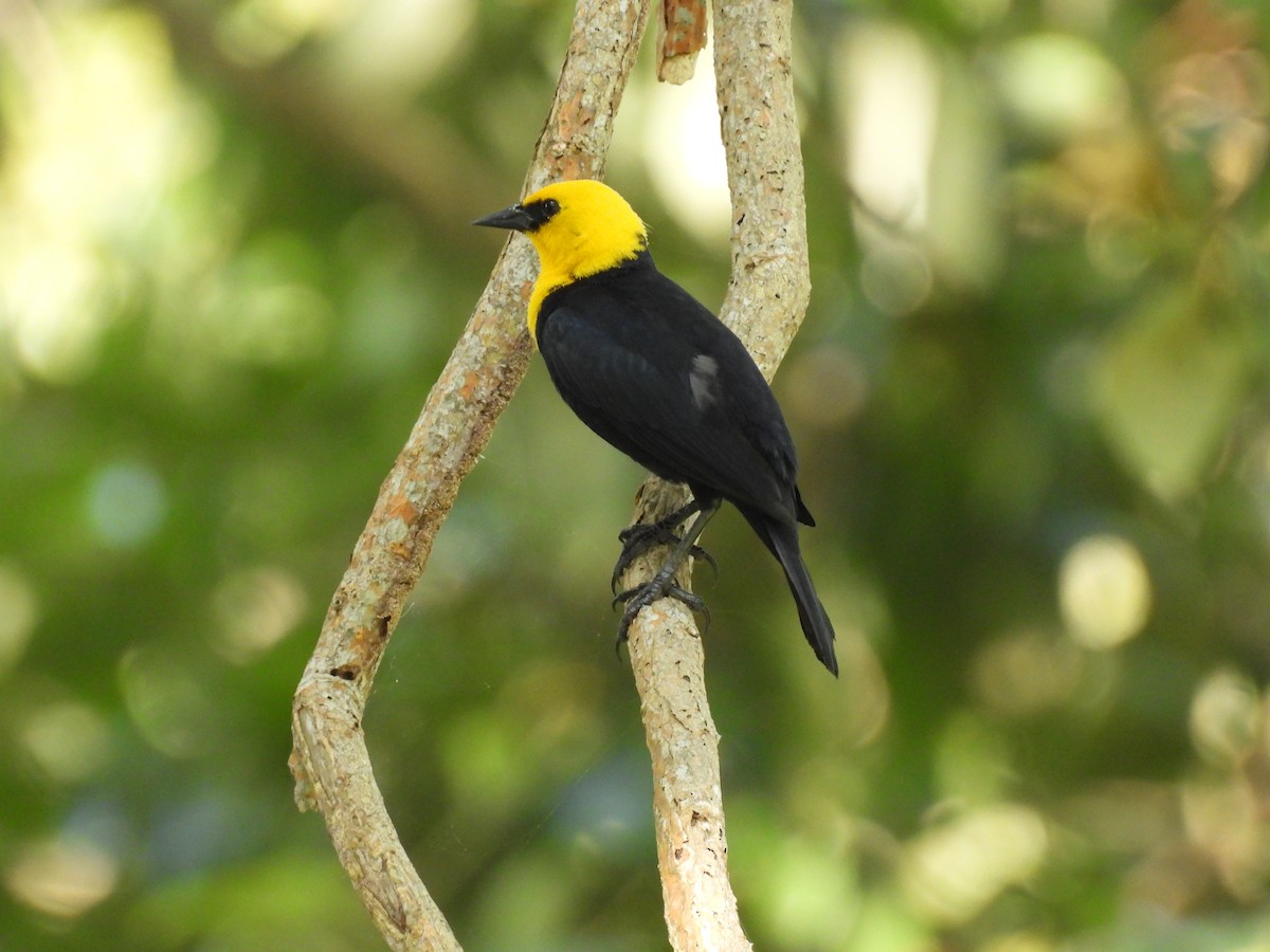 Yellow-hooded Blackbird - ML619553351