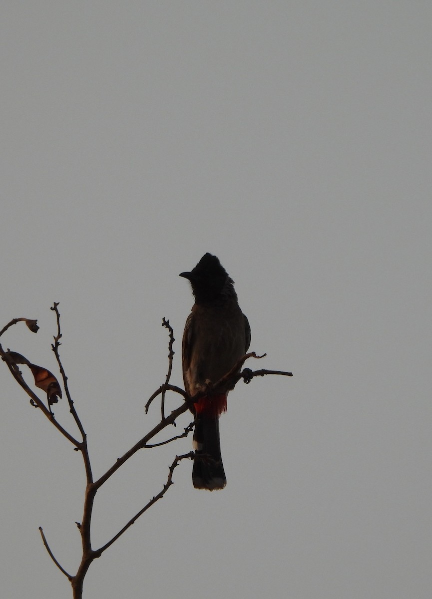 Red-vented Bulbul - ML619553355