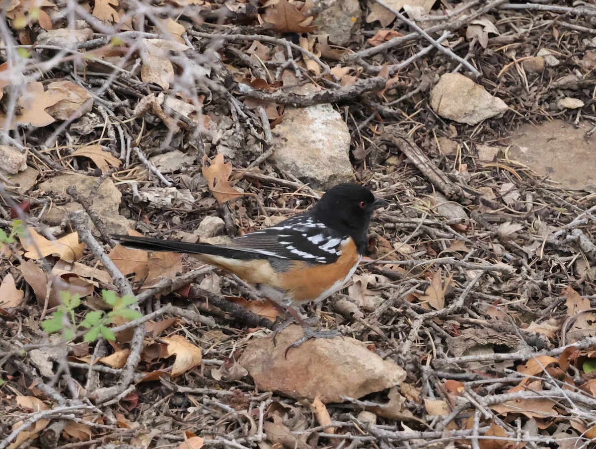 Spotted Towhee - ML619553356