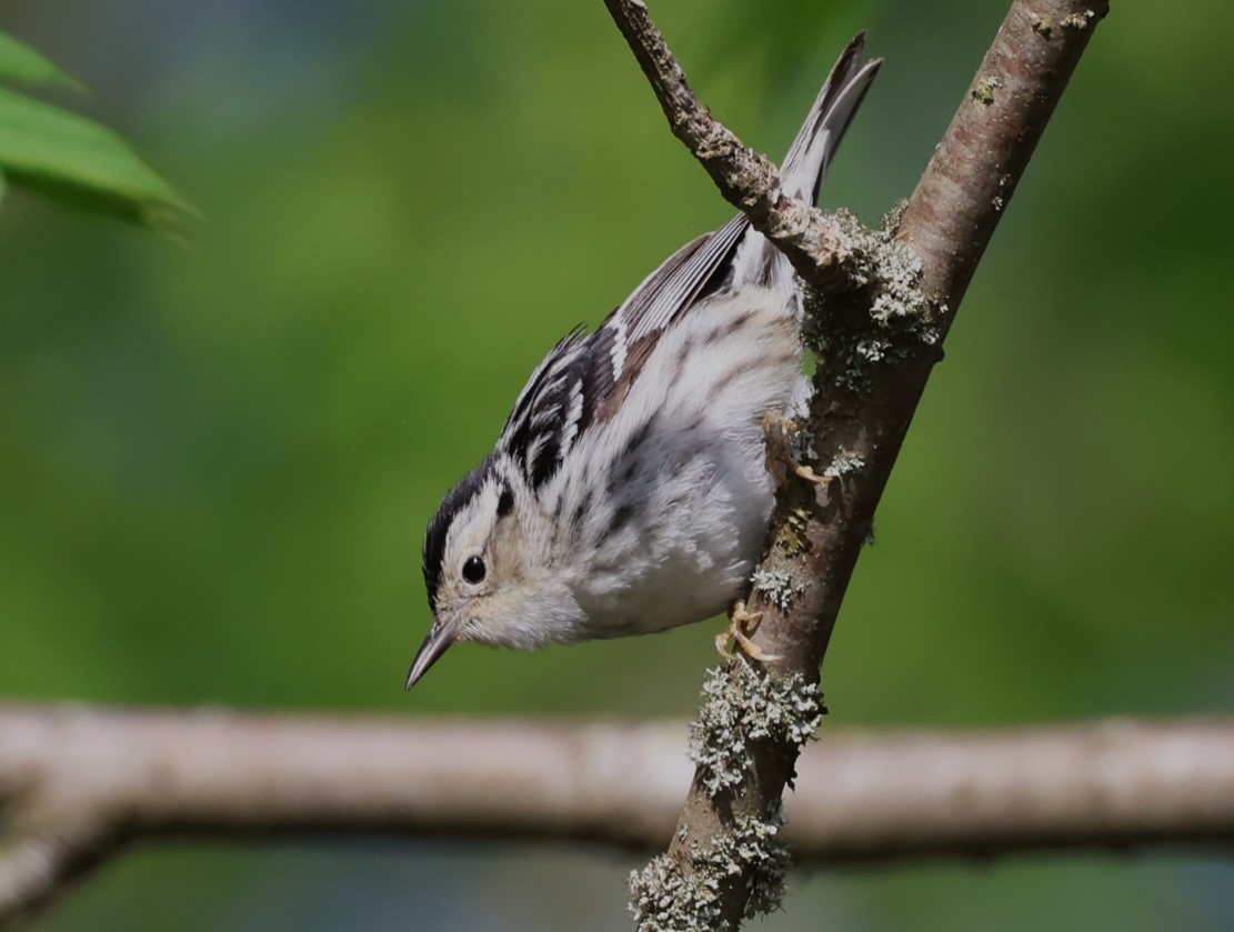 Black-and-white Warbler - ML619553396