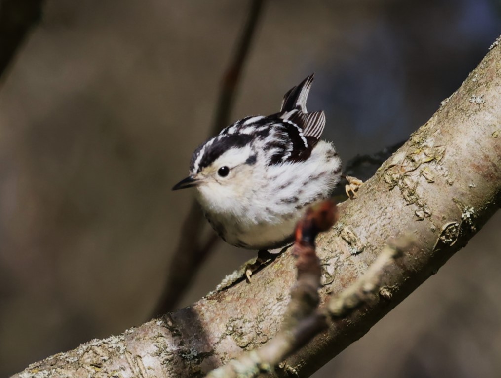Black-and-white Warbler - ML619553397
