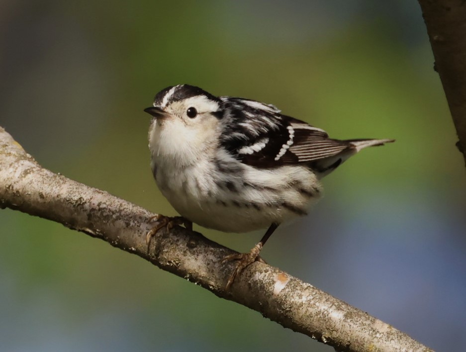 Black-and-white Warbler - ML619553398