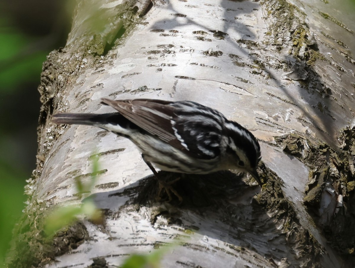 Black-and-white Warbler - ML619553400