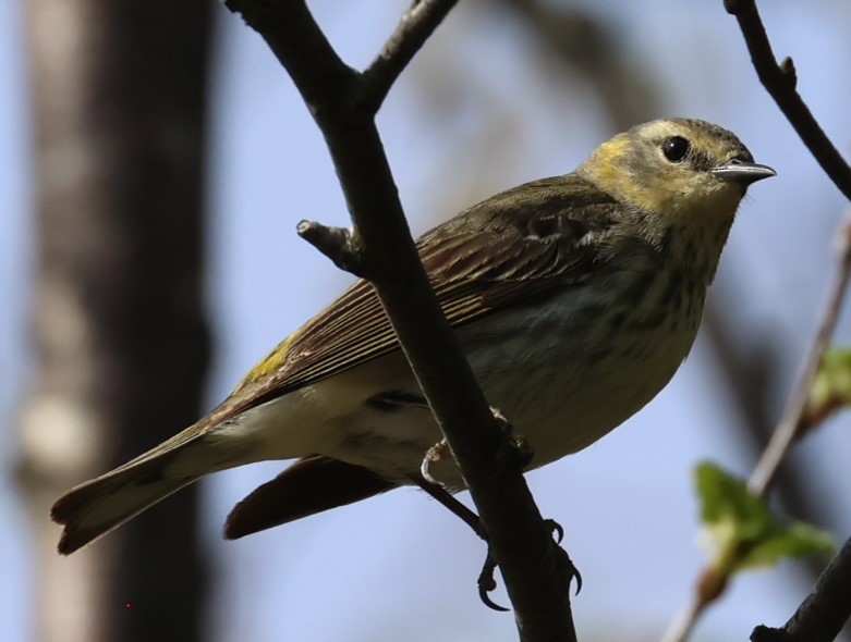Cape May Warbler - ML619553443