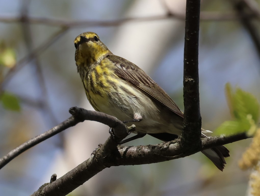 Cape May Warbler - ML619553444