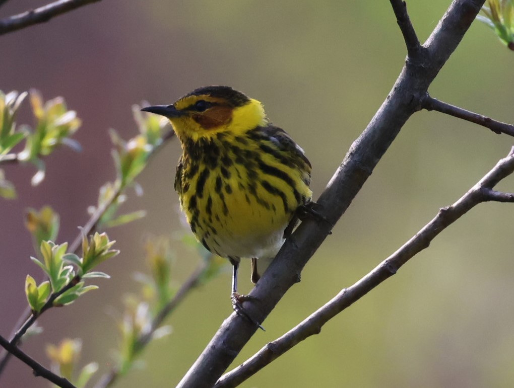 Cape May Warbler - ML619553446