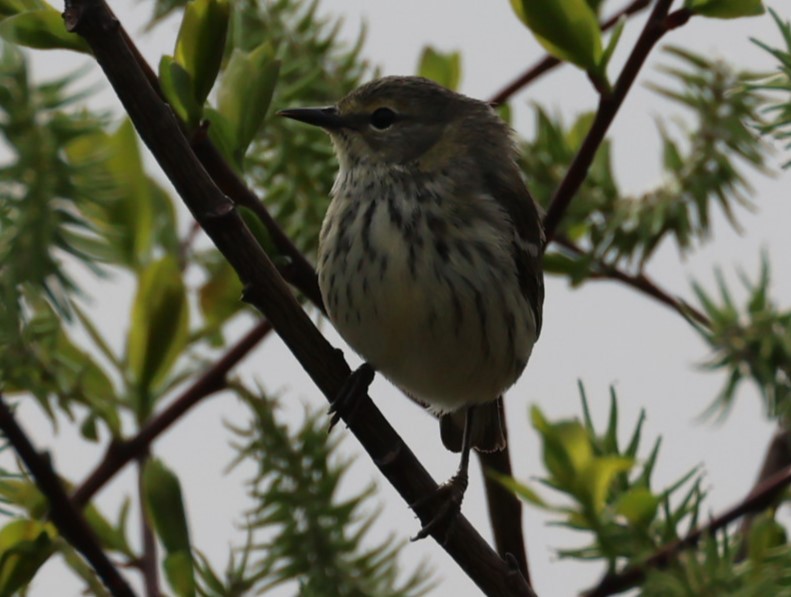 Cape May Warbler - ML619553447
