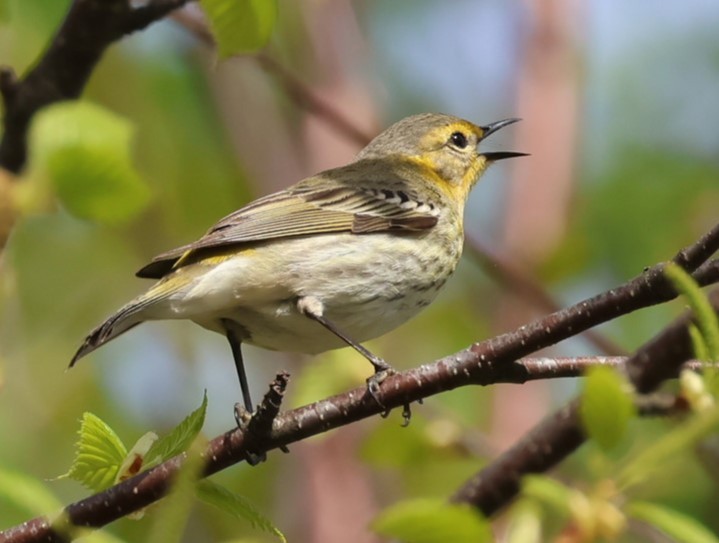 Cape May Warbler - ML619553448