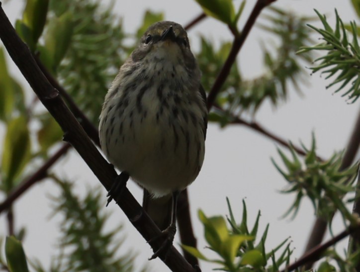 Cape May Warbler - ML619553449
