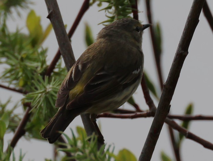 Cape May Warbler - ML619553450