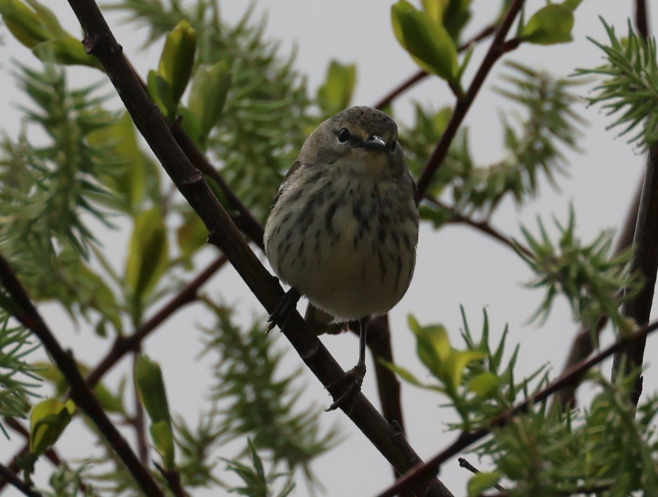 Cape May Warbler - ML619553452