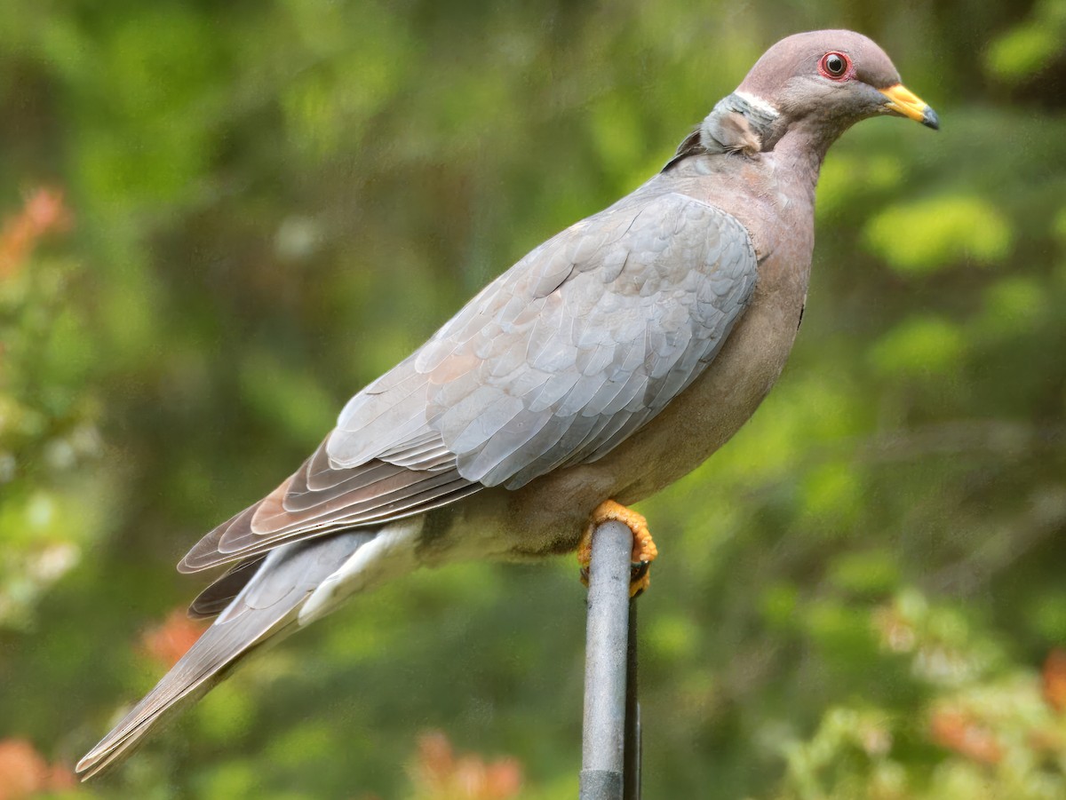 Band-tailed Pigeon - ML619553460