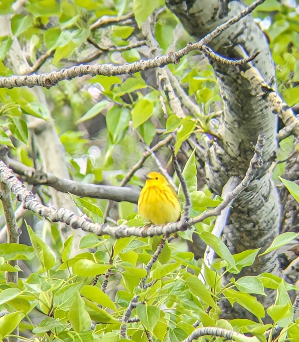 Yellow Warbler - ML619553524