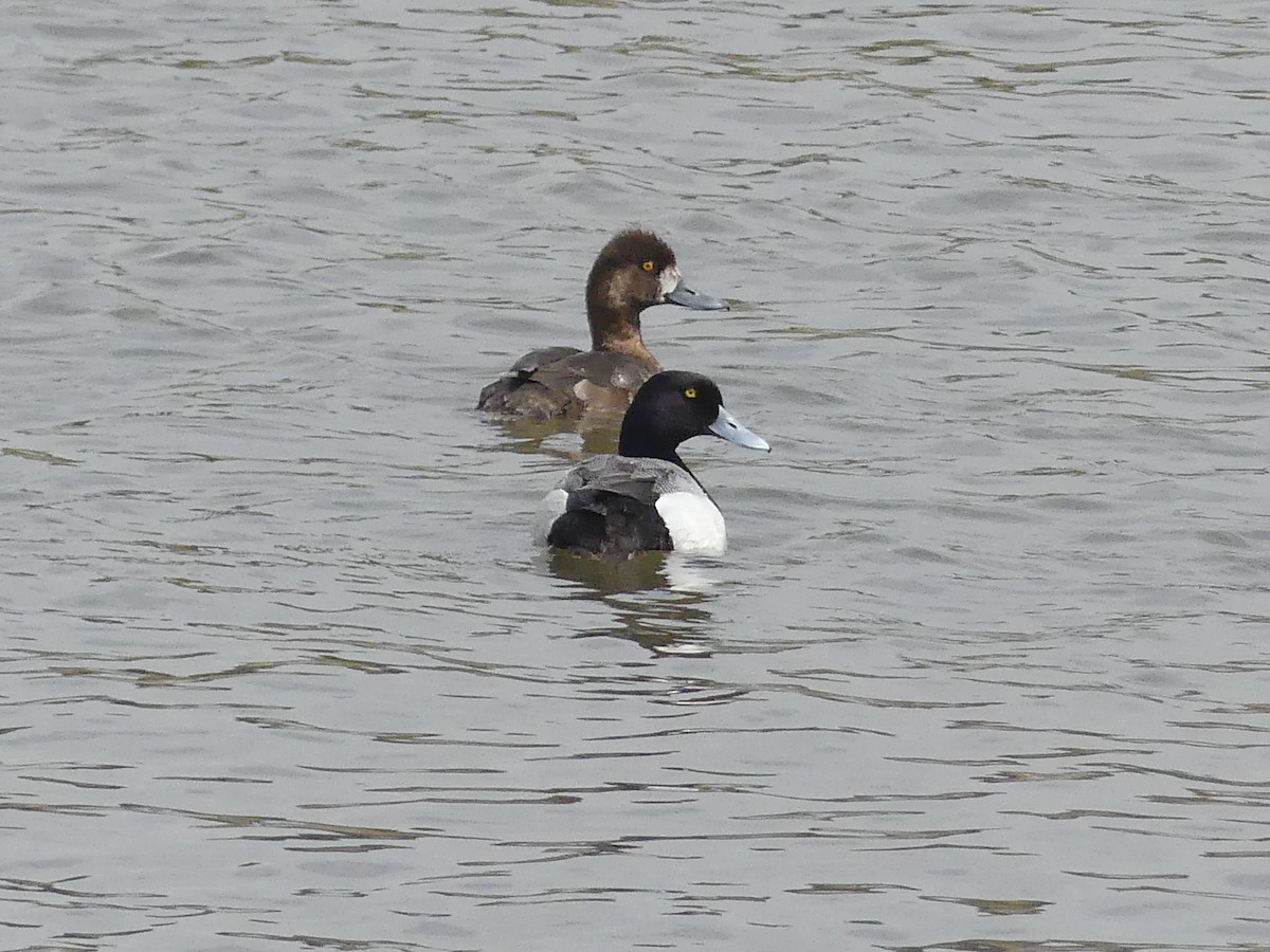 Greater Scaup - ML619553530