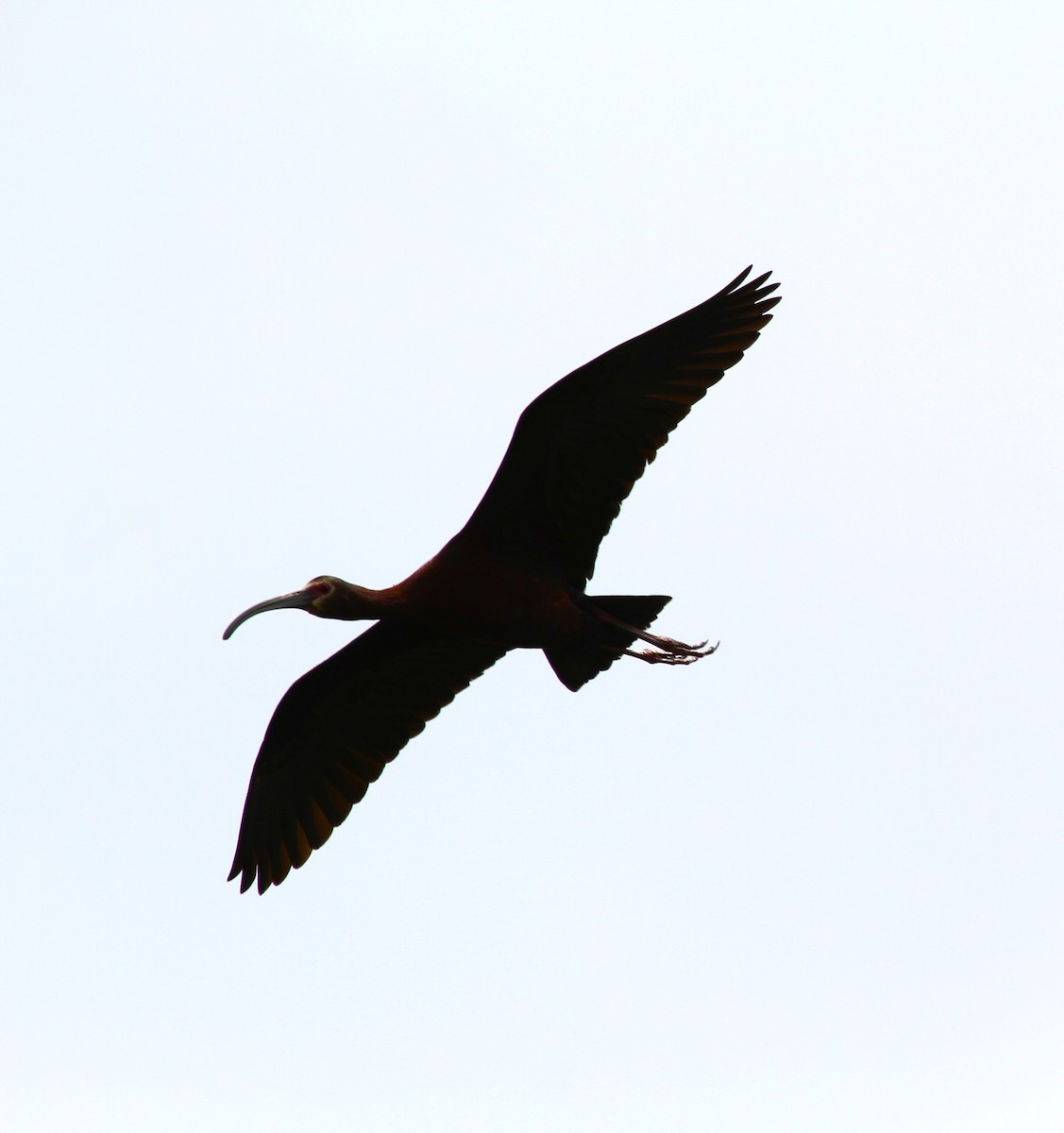 ibis americký - ML619553540
