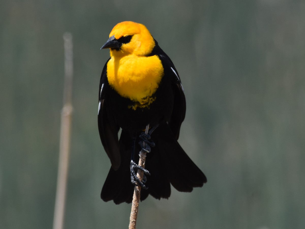 Yellow-headed Blackbird - ML619553545