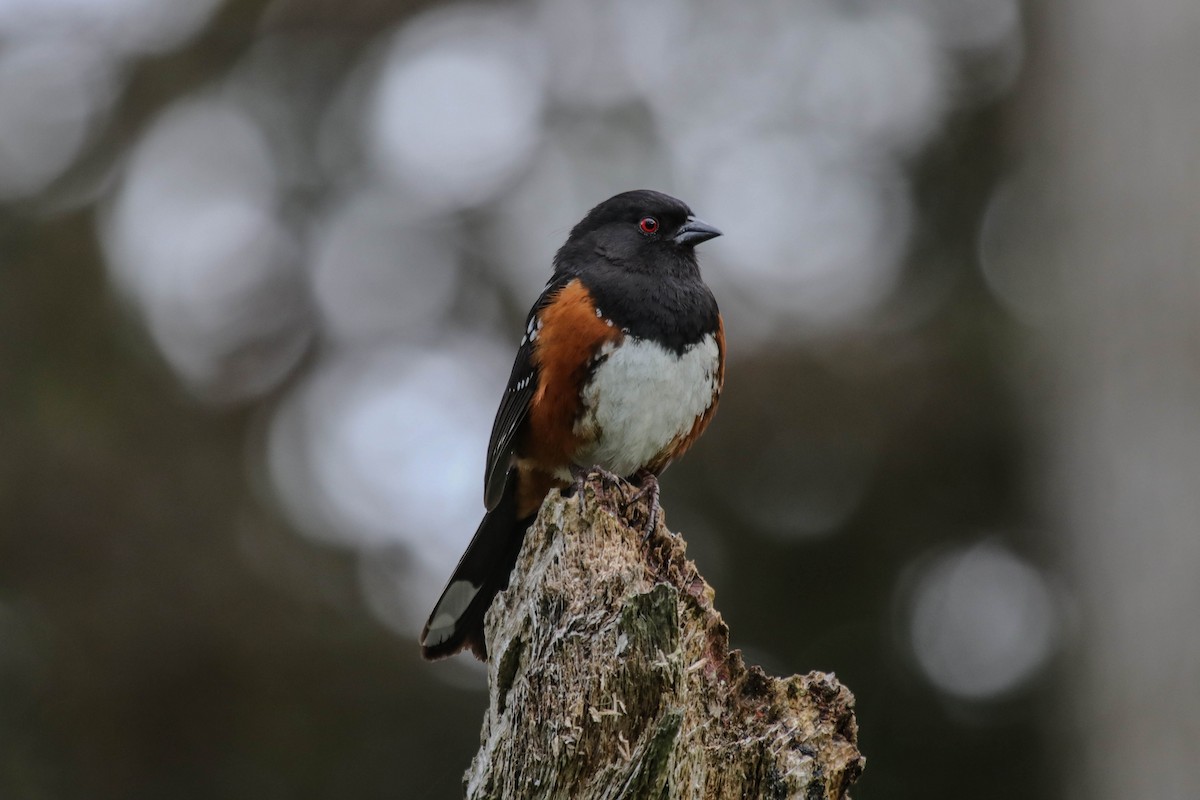 Spotted Towhee - ML619553563