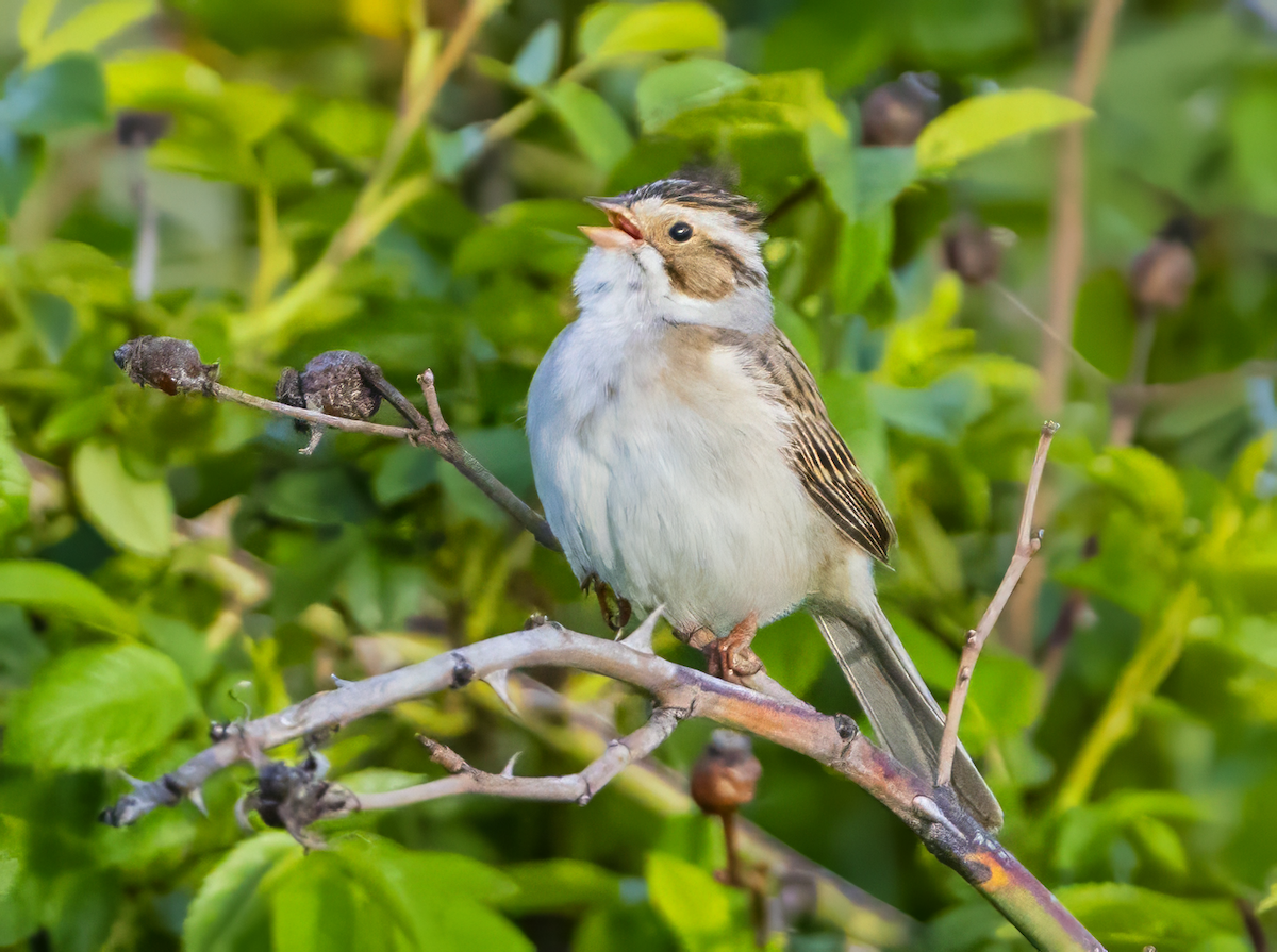 Clay-colored Sparrow - ML619553565