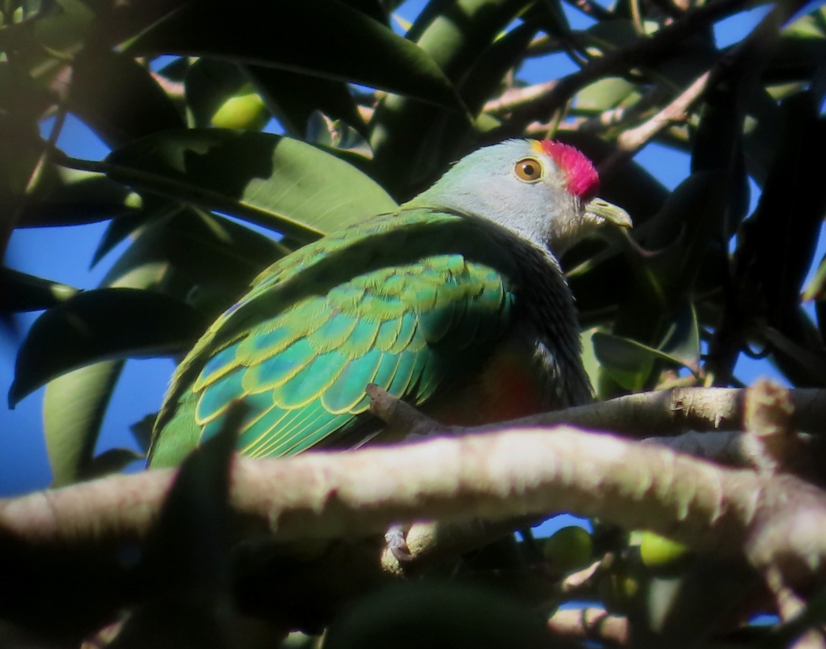 Rose-crowned Fruit-Dove - ML619553579