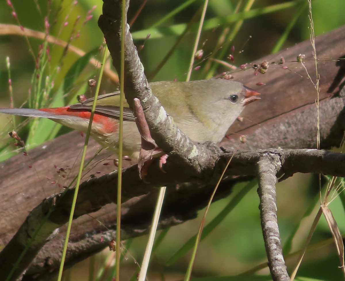 Red-browed Firetail - ML619553591