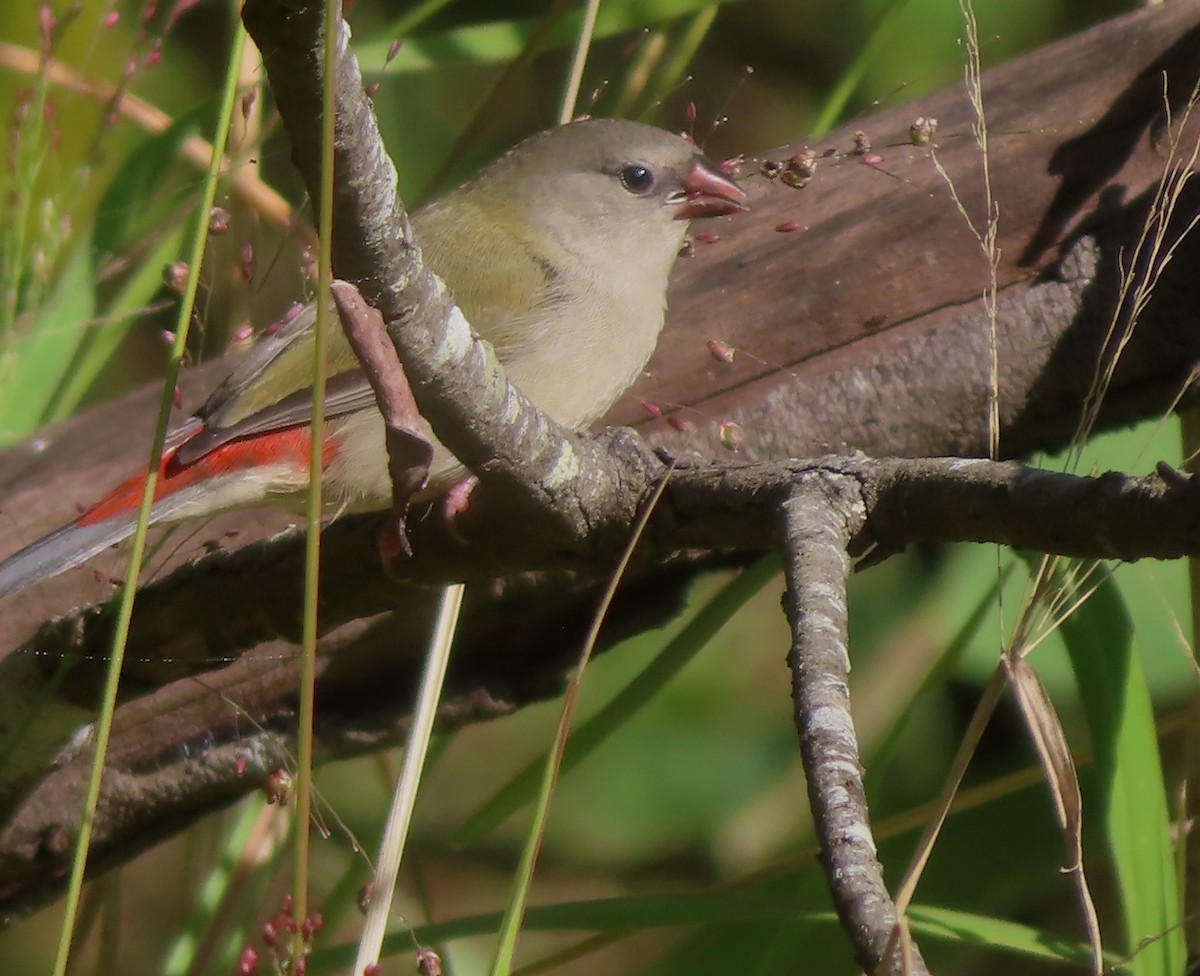 Red-browed Firetail - ML619553597
