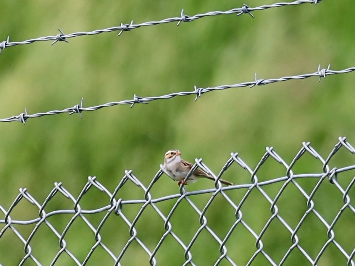 Clay-colored Sparrow - ML619553638