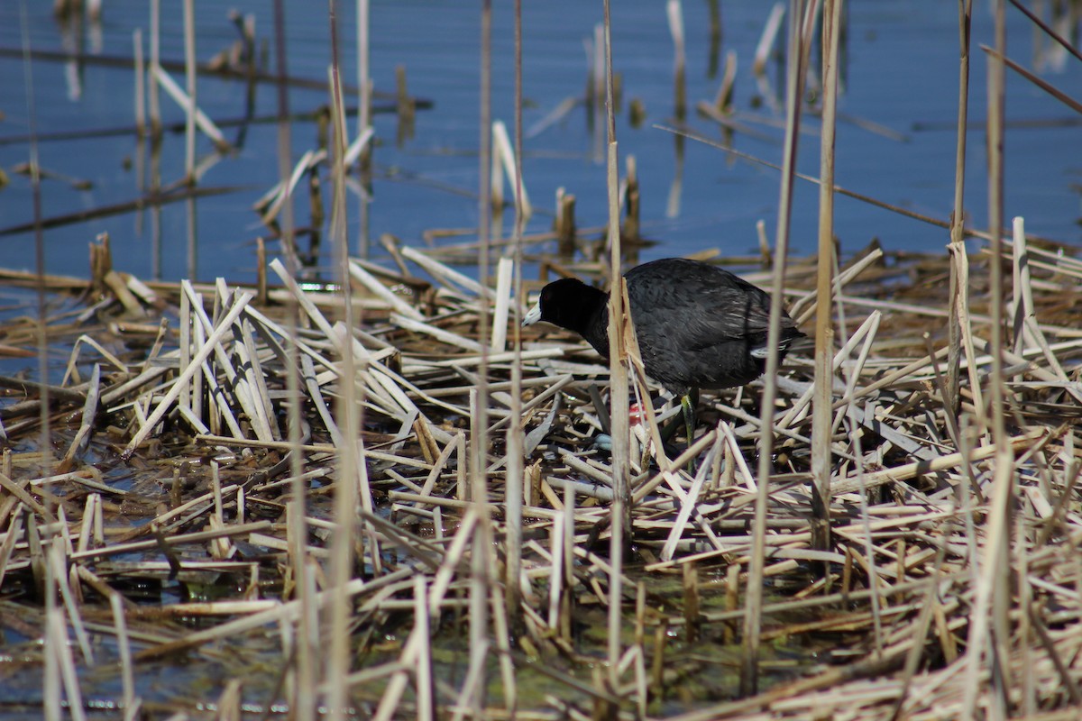 American Coot (Red-shielded) - ML619553639